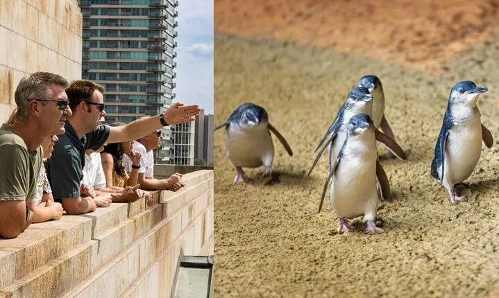 Full-day Melbourne City Sightseeing with Penguin Parade