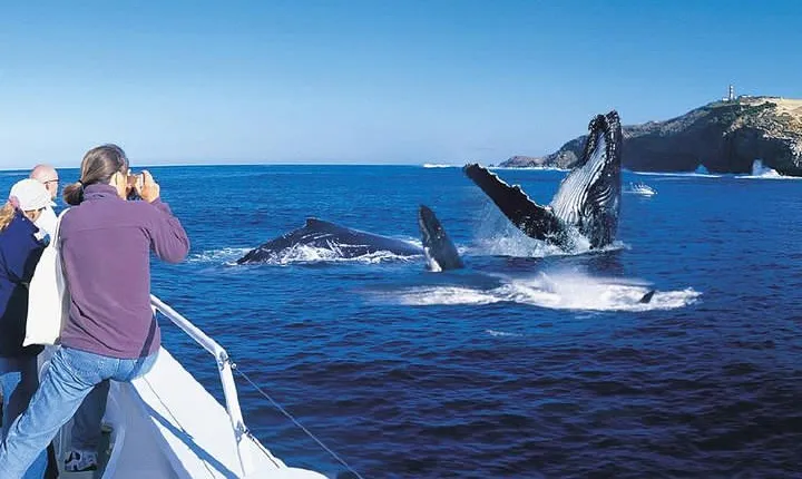 Whale Watching Cruise with Kingfisher Tours Srilanka