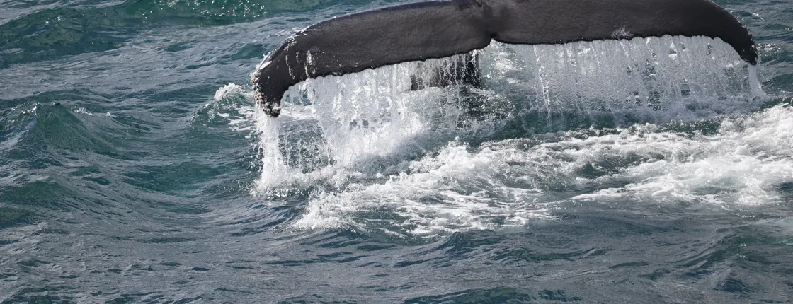 Whale watching tour and Whales of Iceland exhibition entrance tickets