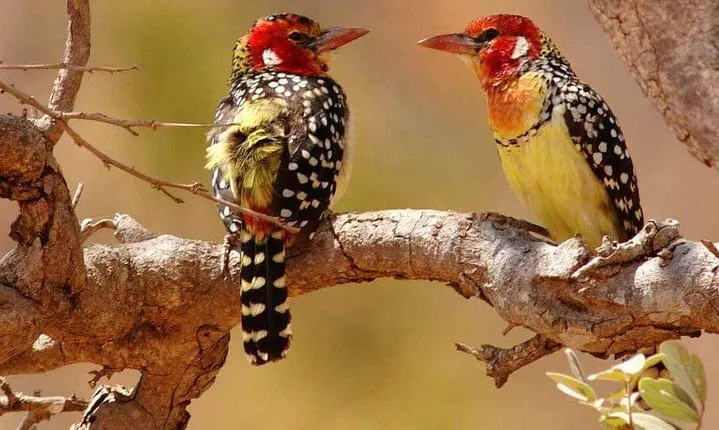 Tanzania Safari Join Group