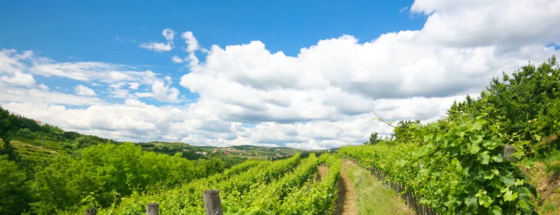 Wine hills of Goriska Brda day trip from Ljubljana