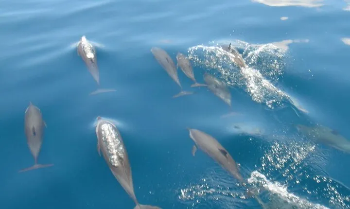 Maldives: Dolphin Watching Tour with Island Cruise