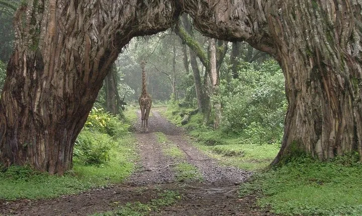 Day Trip To Arusha National Park