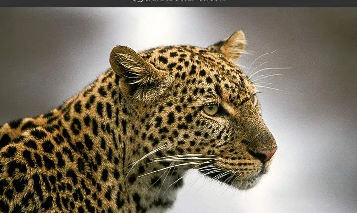 3-Day Masai Mara Budget Safari-Group Joining Tour