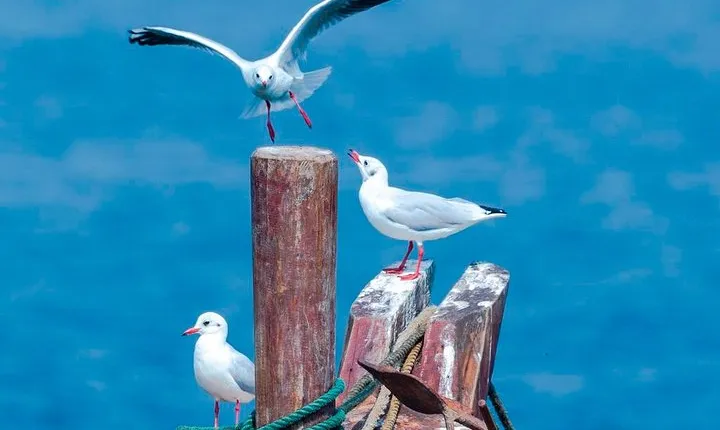  Private Seasonal Day Tour to Beidaihe from Beijing with Birding Experience