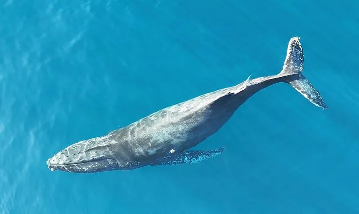 Whale Watching San Jose del Cabo