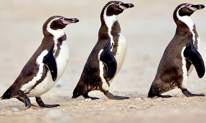 Penguins,Sea lions,Sand Boarding,Paragliding Chilean food &drinks