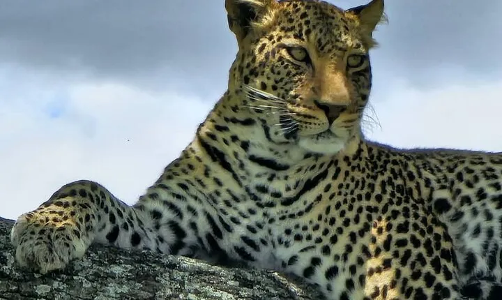 8 Days Luxury Safari in Tarangire, Serengeti and Ngorongoro