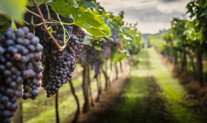 Private Chianti Wine Tasting from Florence, Half Day Experience