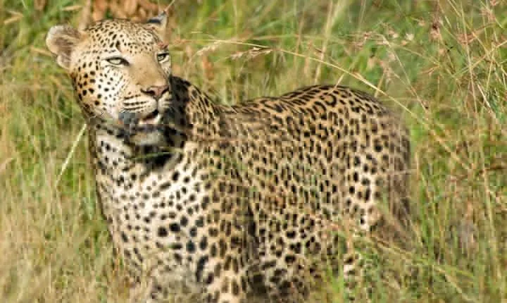 Kruger National Park, Safari Game Drive.