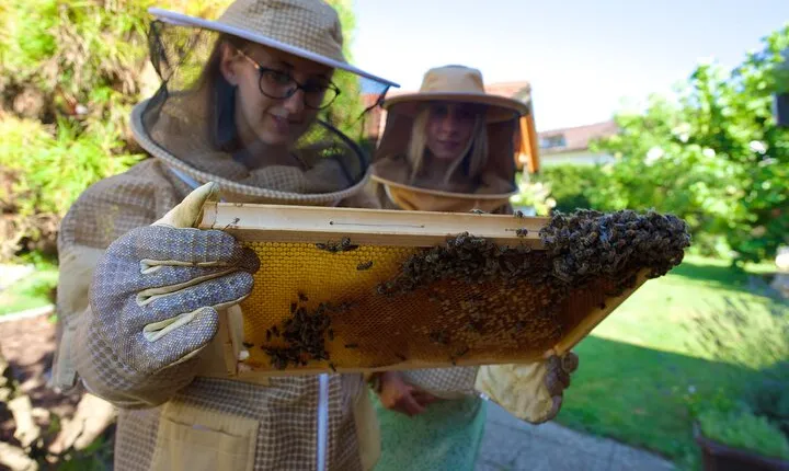 All About Bees Tour from Ljubljana