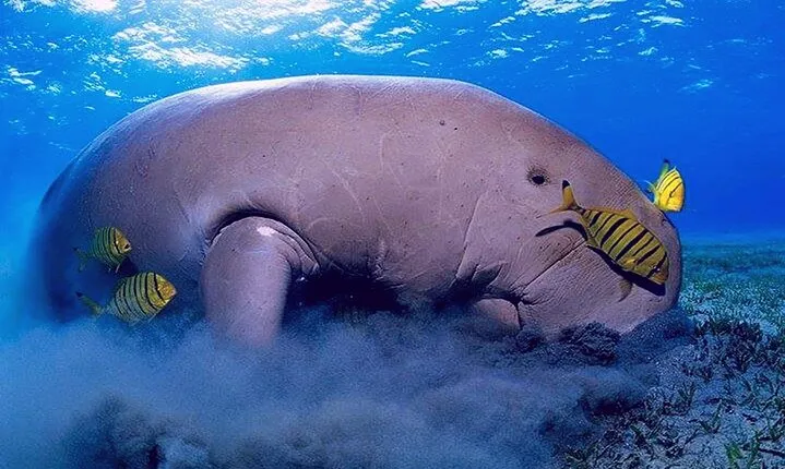 Full Day Snorkeling Experience in Marsa Mubarak from Marsa Alam