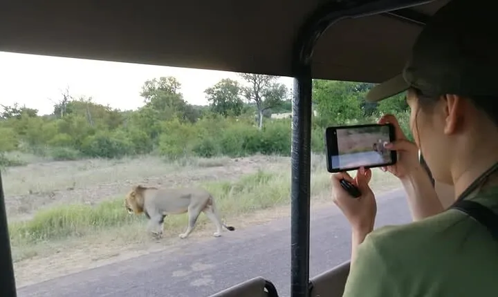 Private Morning Game Drive from Hazyview l Kruger National Park