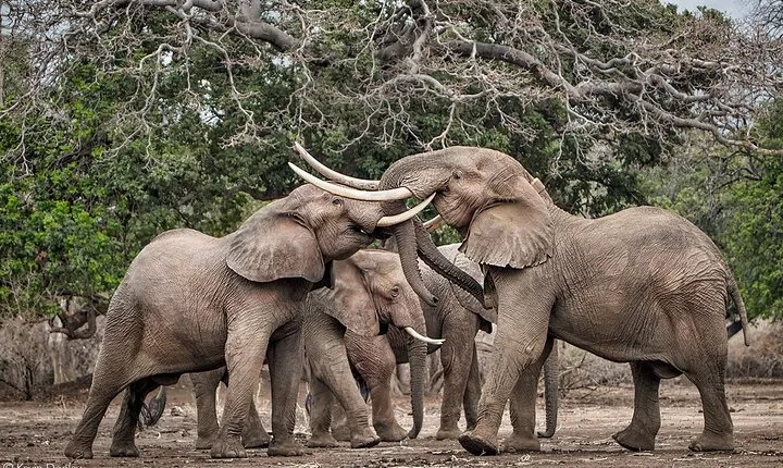 Safari Game Drive in Zambezi National Park 