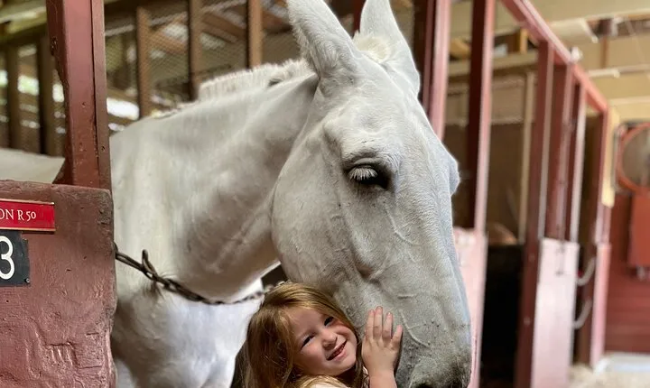 Mules in New Orleans Barn Tour