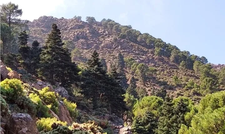 Hiking in "Escaleretas" Spanish fir forest