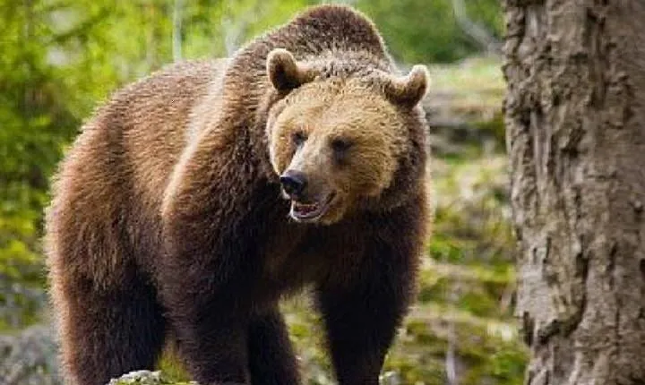 Bear Watching in The Wild from Brasov