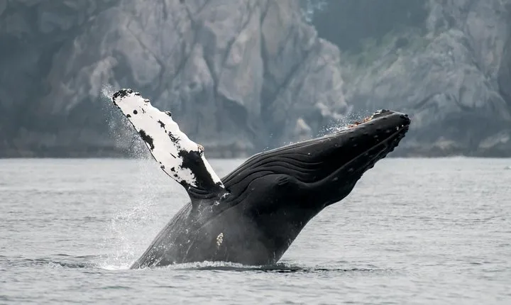 Juneau Wildlife Whale Watching & Mendenhall Glacier