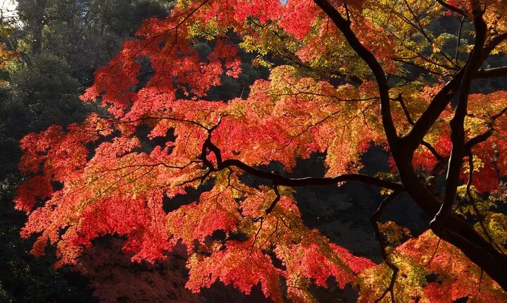 Red, Yellow and Brown - Visit autumn leaves spots in Tokyo 
