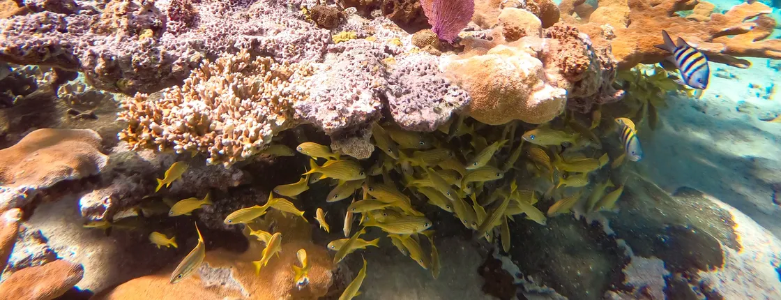 Pearl Island beach escape tour with lunch and snorkeling