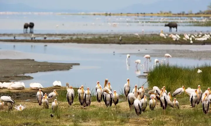 4 days safari and Kilimanjaro day hiking