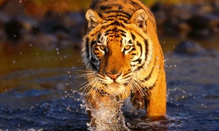 7 Day Golden Triangle with Ranthambore Tigers Taj Sunrise/Sunset