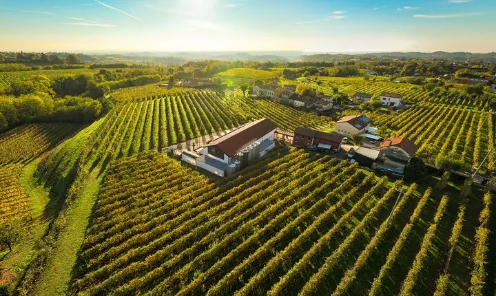 Guided Tour and wine tasting 5 wines to discover the Conegliano Valdobbiadene