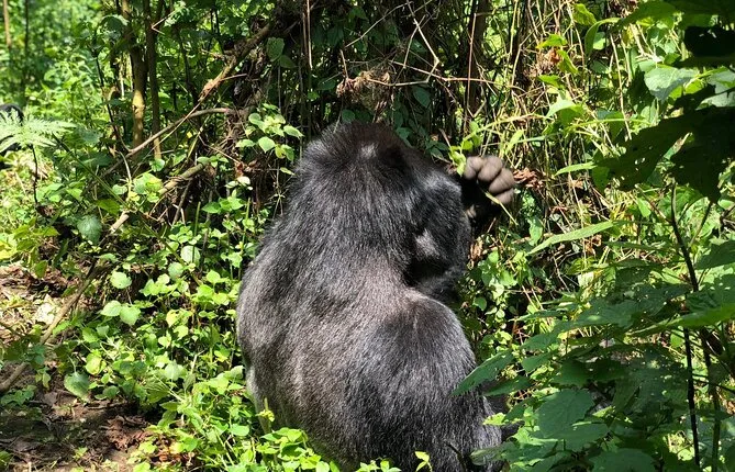 3 Day Gorilla Trekking Luxury Safari in Uganda