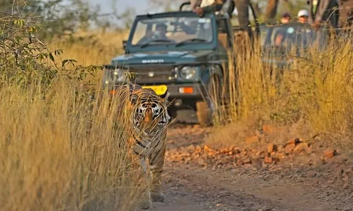 Golden Triangle with Ranthambore Tour