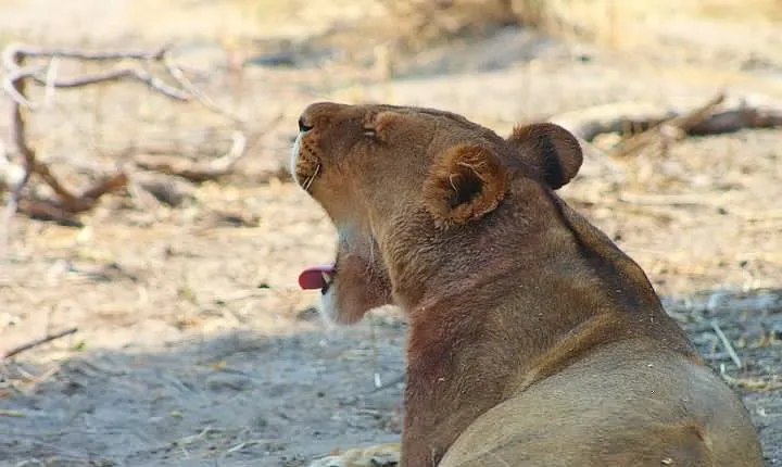 Moremi One Day Game Drive Safari