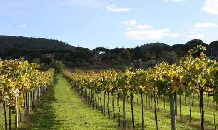 Castelli Romani: Wine tasting in Frascati from Rome