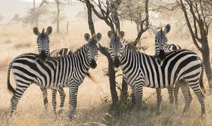 3-Day Luxury Safari Private Tour Tarangire and Ngorongoro