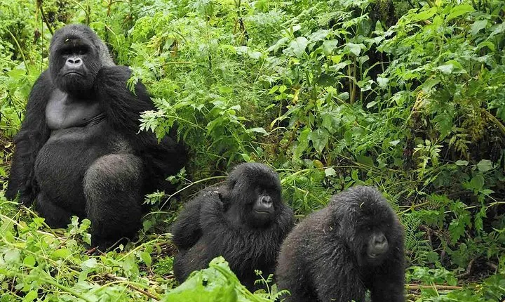 Gorilla tracking | Uganda | 3 days