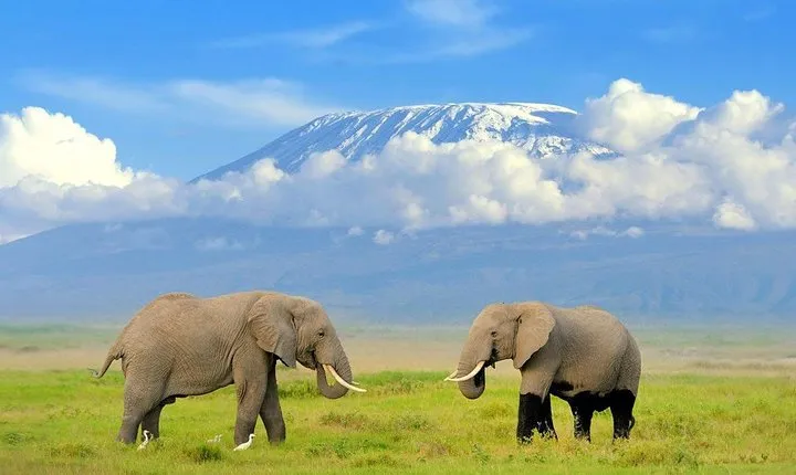 3 Days Amboseli national park trip from Nairobi