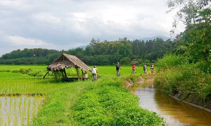 Chiang Mai Rice Fields Biking Tour