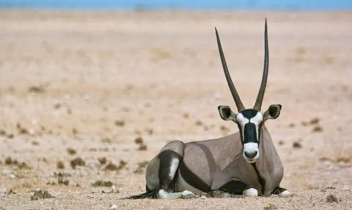 Wildlife and Landscape Tour- full-day (7hours) from Walvis Bay