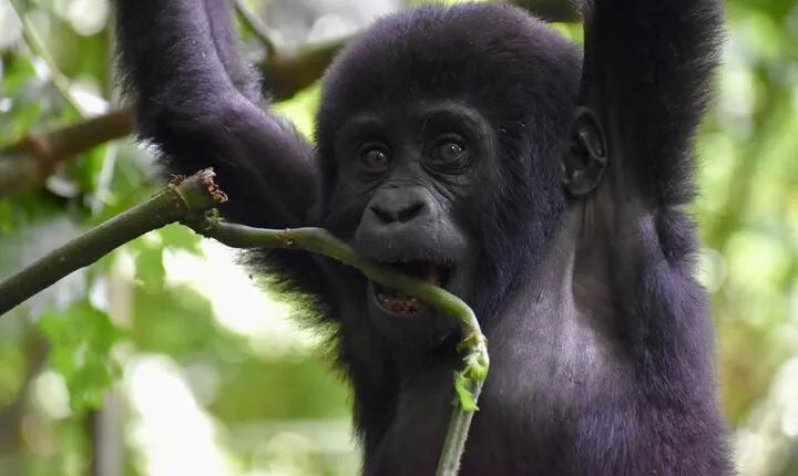 10 Days Uganda Safari with Gorillas