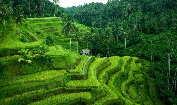 Ubud highlight tour with monkey forest, rice terrace, waterfall