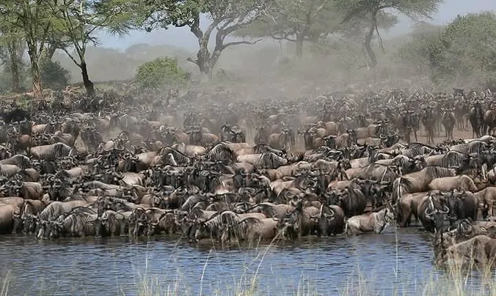 7 Days - Serengeti Wildebeest Migration Safari 