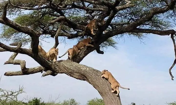 8 Days Luxury Serena Safari