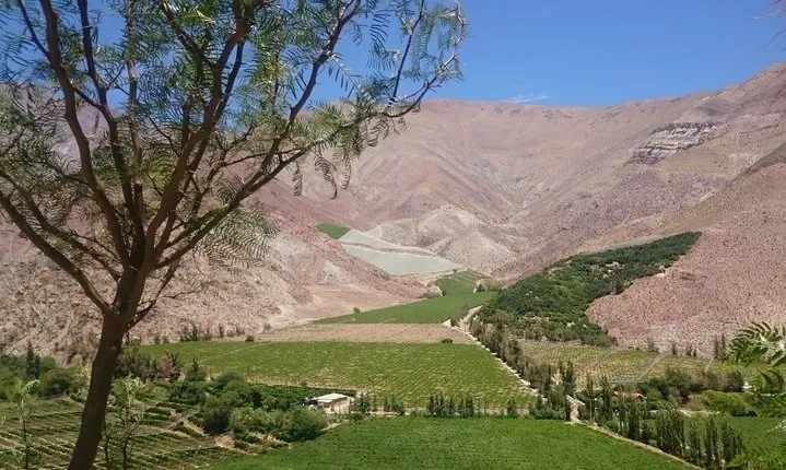 Classic Elqui Valley (Between vineyards and fruit trees)
