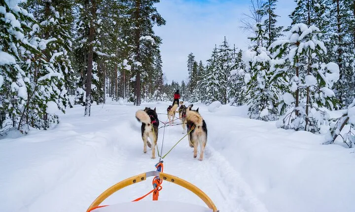 Small-Group Husky Mushing Experience in Rovaniemi