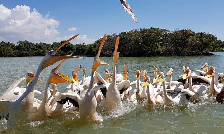 Day trip on Bahir dar. To visit lake tana monasteries and Blue Nile Falls.
