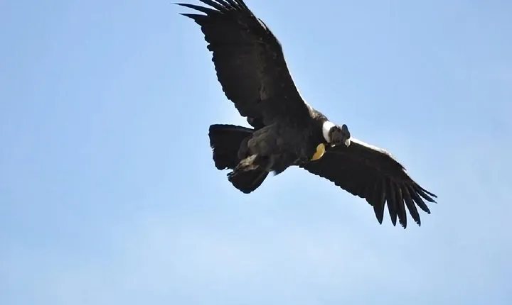 Condor canyon full day from Cusco