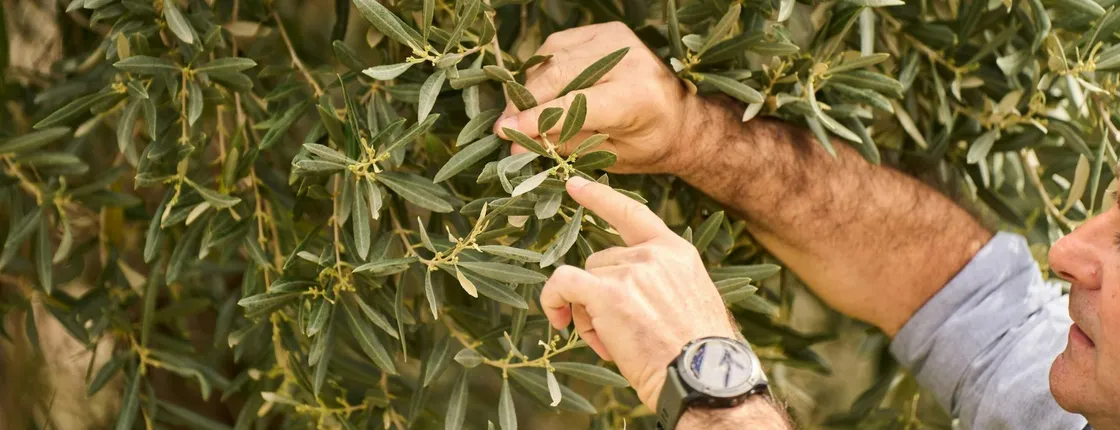 Nat Geo Day Tour: The Millenary History of Olive Oil