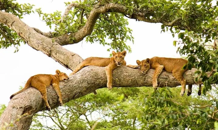 5-Day Private Guided Gorillas and Wildlife Safari Tour