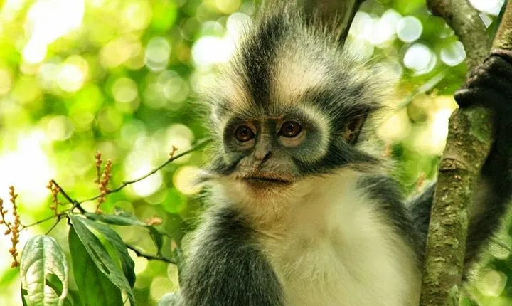 Private Full-Day Bukit Lawang Trekking Tour From Medan