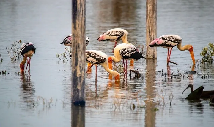 Fatehpur Sikri, Bird Sanctuary, Chand Baori Jaipur Drop from Agra