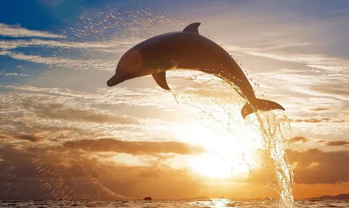 Hurghada Dolphin Excursion