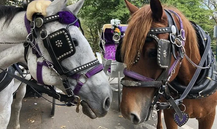 Full loop Private Horse Carriage Ride in Central Park 45 Minutes
